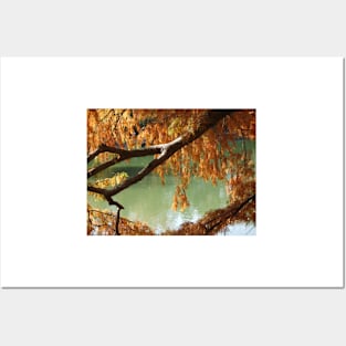 Colorful Fall Bald Cypress Posters and Art